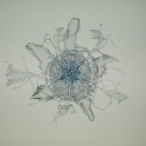 Amandine Drouet