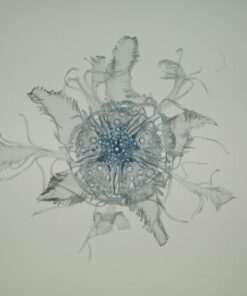 Amandine Drouet