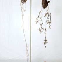 Sharon Bladholm