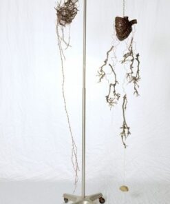 Sharon Bladholm