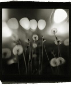 Jennifer Drucker