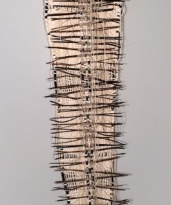 Ann Quinn