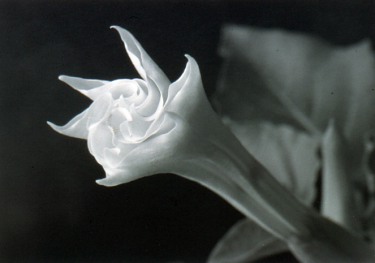 Molly Wood