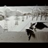 Christina Lihan