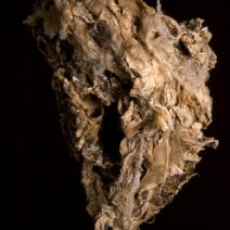Alternative view of Leah Golberstein
