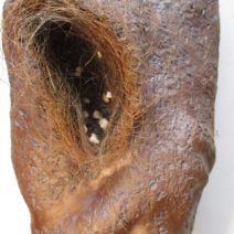 Alternative view of Gina Lee Robbins