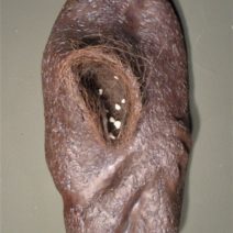 Gina Lee Robbins