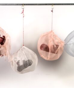 Deborah Hirshfield