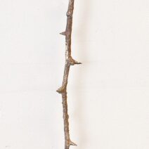Rachel Linnemann