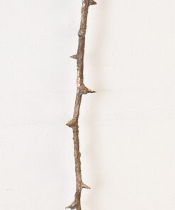 Rachel Linnemann