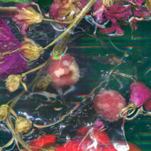 Alternative view of Jessica Larva