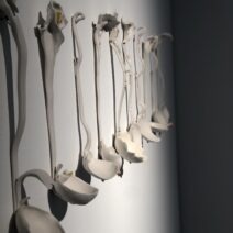 Nazaré Feliciano - Image 4