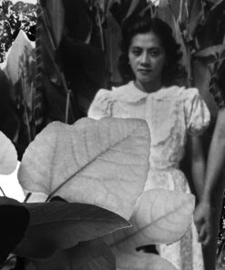 Editha G Mesina