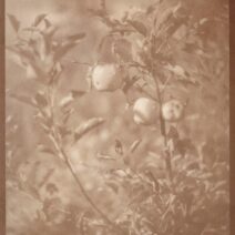 Alternative view of Eleanor Oakes