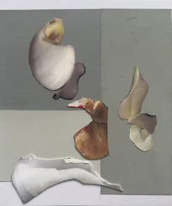 Charlotte	Gould